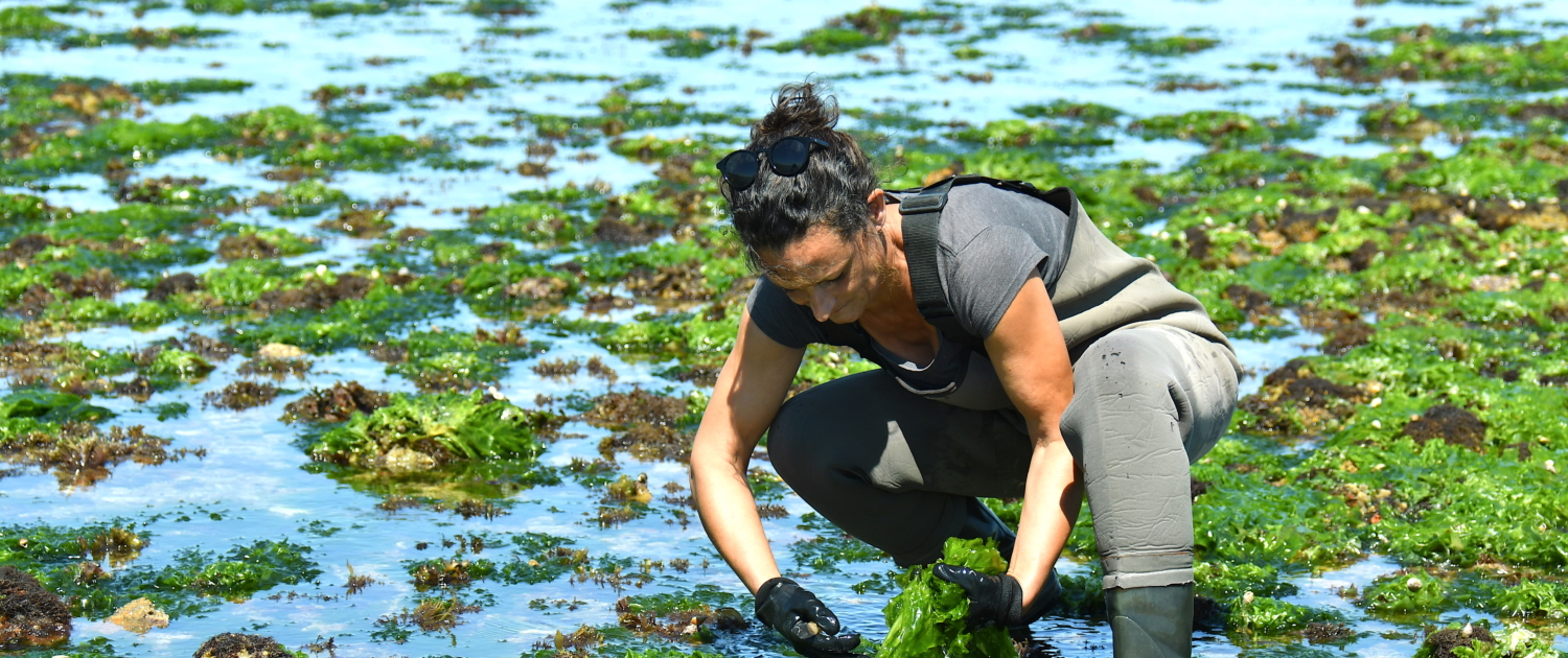 Récolte d'algues de l'Île de Ré