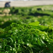 Les algues Aonori de l'île de Ré